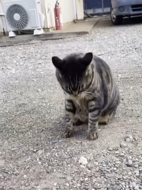 下を向く猫