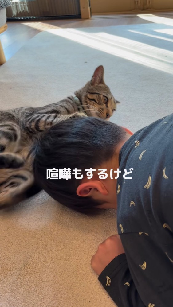 人の頭をキックする猫