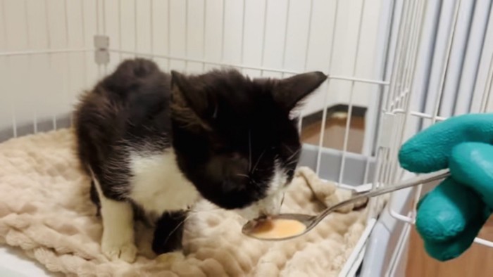 ママに猫用おやつをもらうハチワレ猫