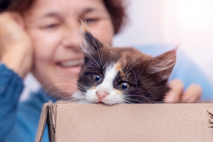 飼い主さんの笑顔の前で段ボール箱を噛む子猫