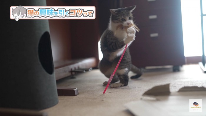 オモチャで遊ぶ猫