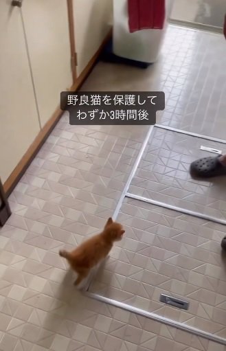 保護子猫