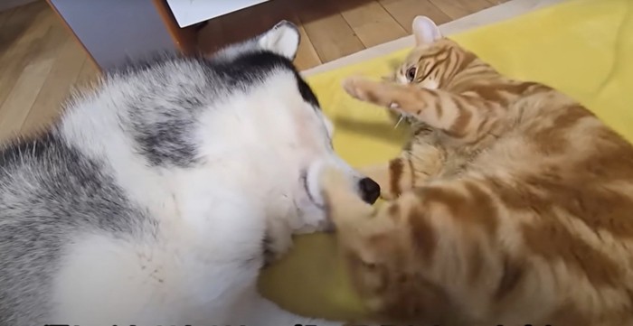 犬と子猫