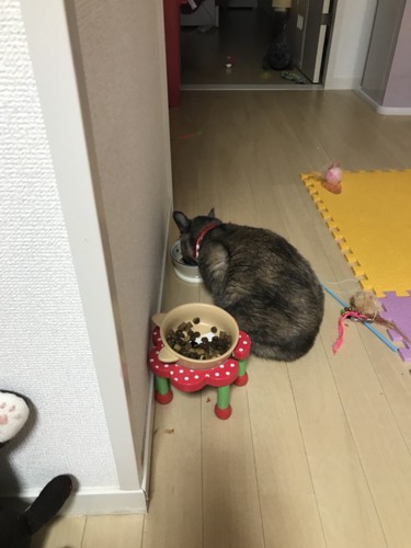 ドライフードを始めて食べる猫