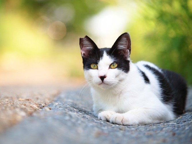 耳をカットされた地域猫