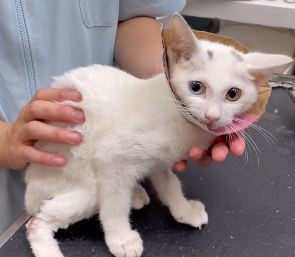 順調に回復していく猫