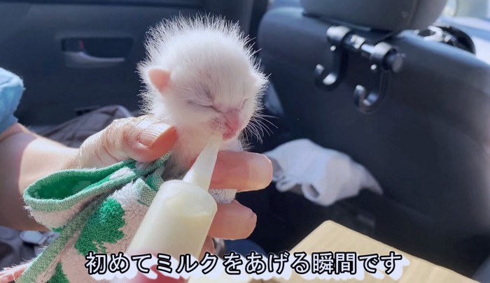 命の危険にさらされていた子猫