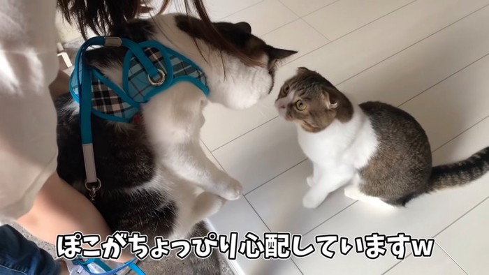 ハーネスをつけた猫とおすわりする猫