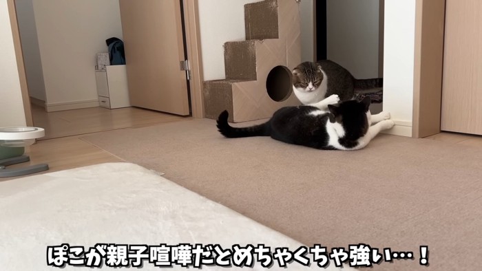 寝そべる猫とにらむ猫