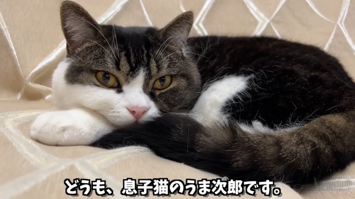 丸くなる猫