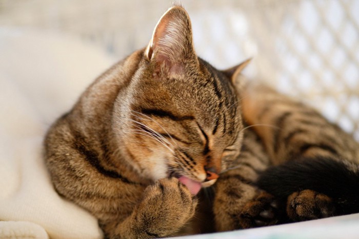 前足を舐めている猫