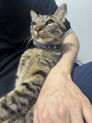 飼い主の腕の中でくつろぎながら、飼い主の顔を見上げる猫