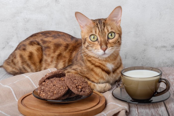 チョコレートクッキーと猫