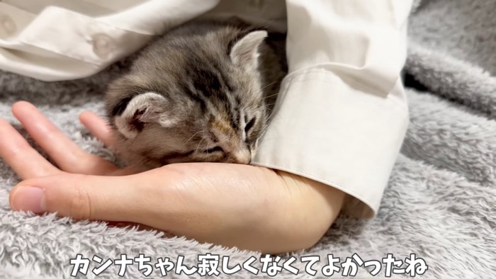 人の手に顔を乗せて寝る子猫