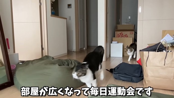 走ってくる2匹の猫