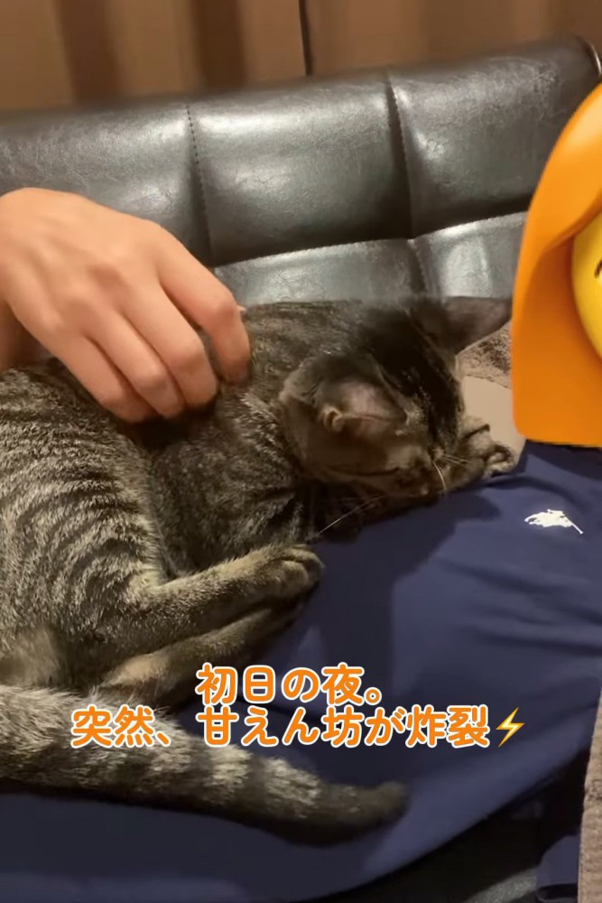 なでられる猫