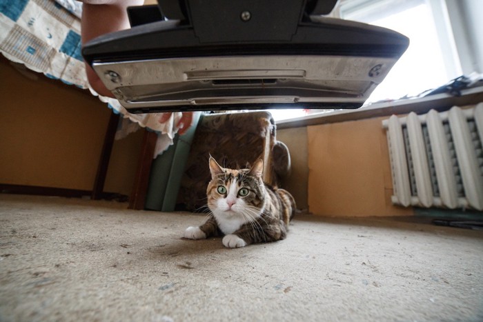 掃除機を怖がる猫