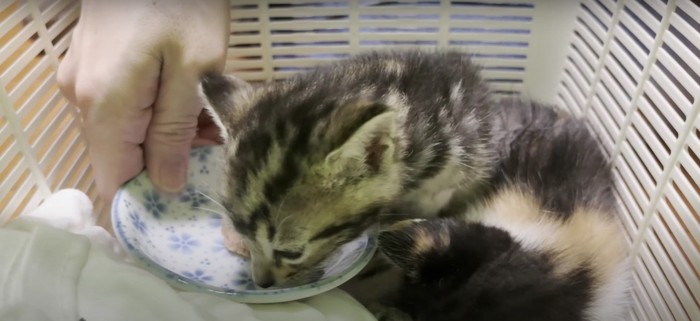 ご飯の匂いを嗅ぐ子猫と寝ている子猫