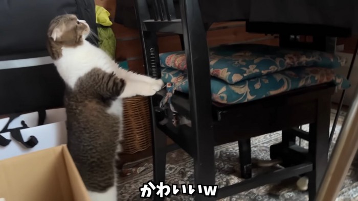 後ろ足で立つ猫