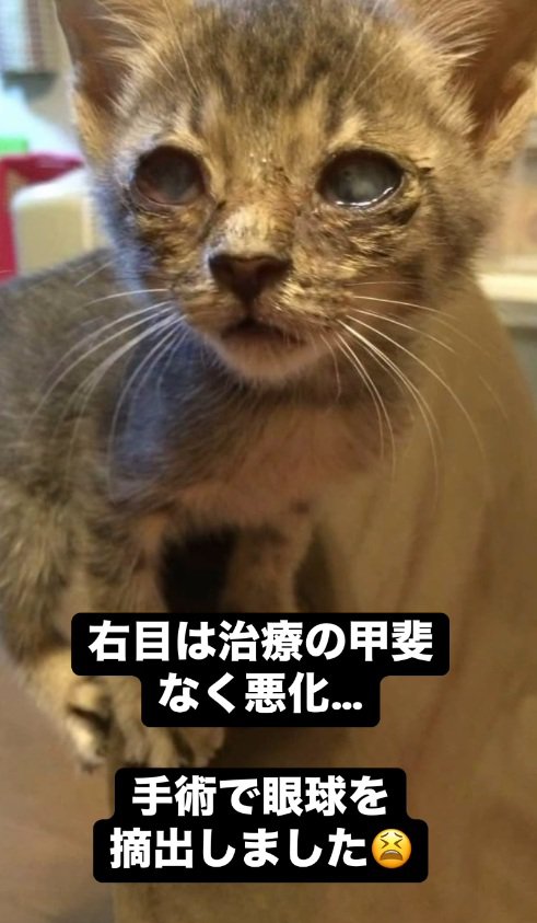 片目を無くした子猫