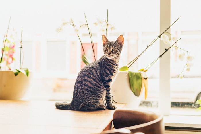 テーブル上でキョロキョロする猫