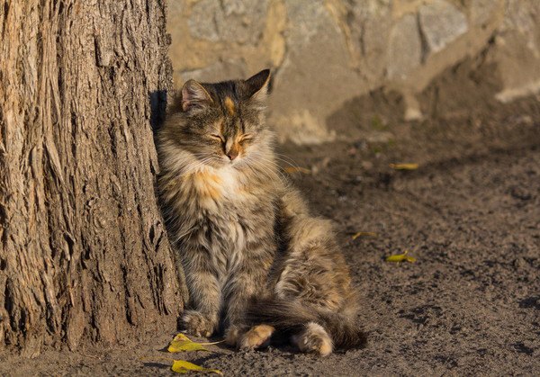 木によっかかり寝る猫