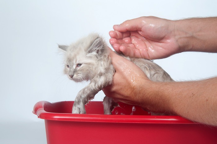 お風呂に入れてもらう子猫