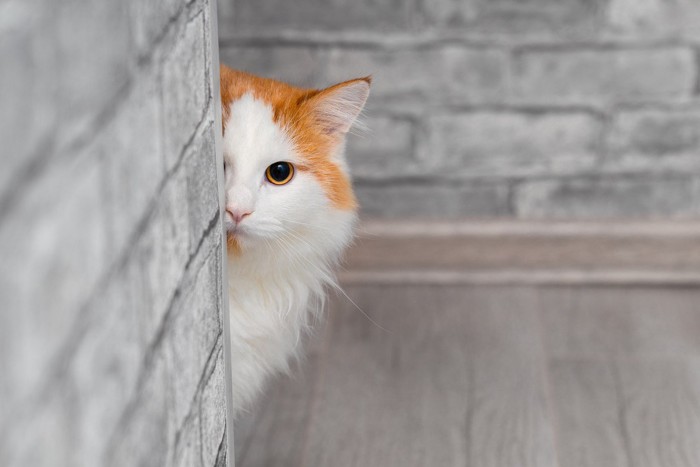 壁から見つめる猫