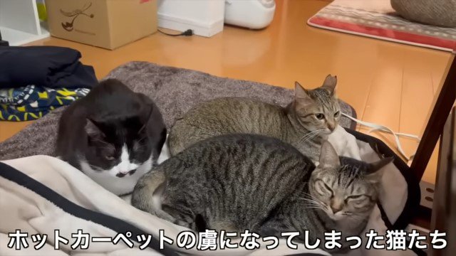 ホットカーペットの上の3匹の猫