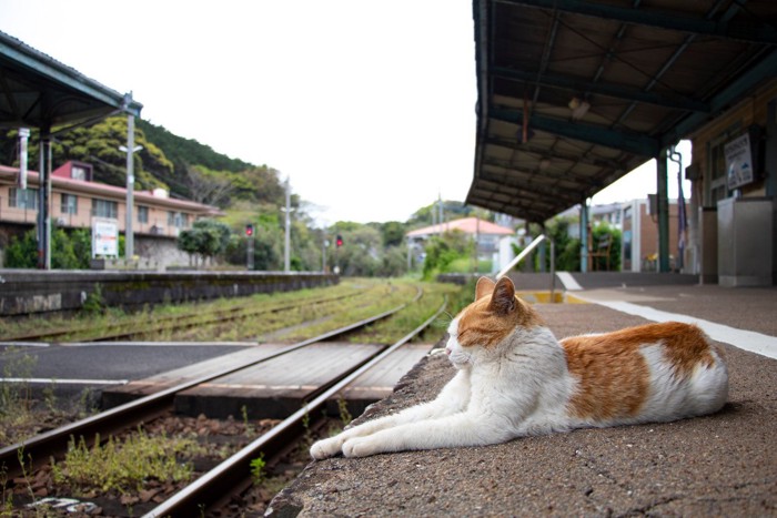 駅のホームにたたずむ猫