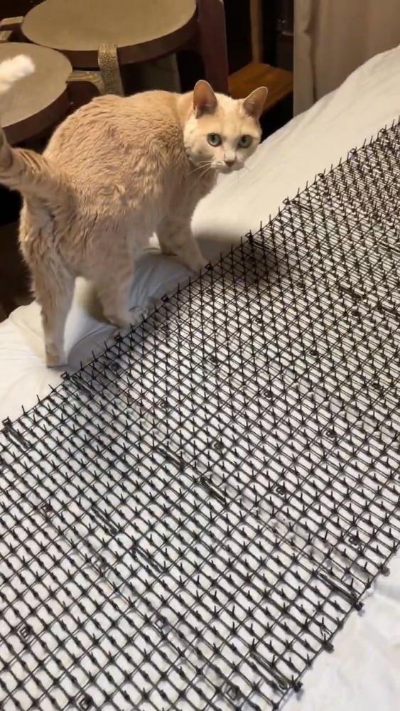 振り向く猫