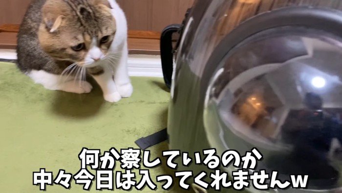 キャリーバッグを見る猫