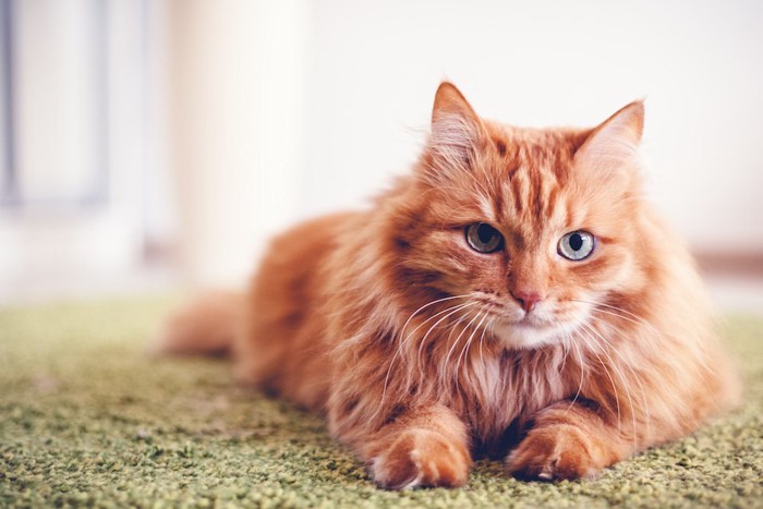 カーペットの上でくつろぐ長毛猫