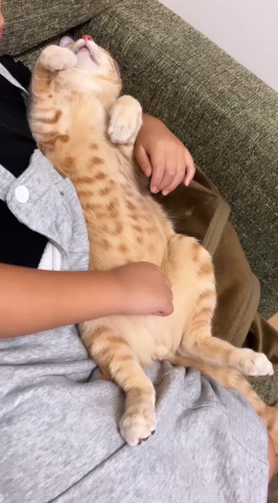 女の子の膝の上に仰向けになる猫
