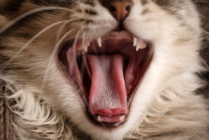 猫の口の中