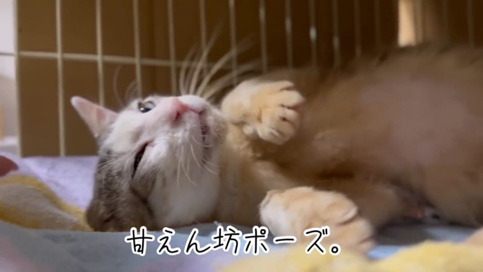 ママに甘える保護猫