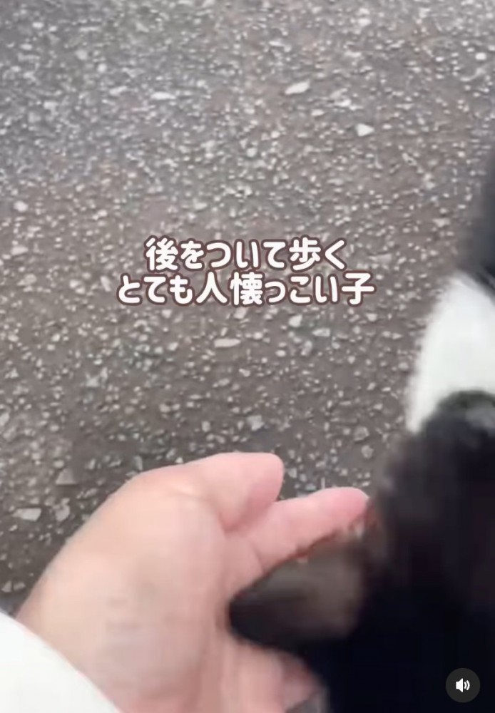 頭を撫でてもらう子猫