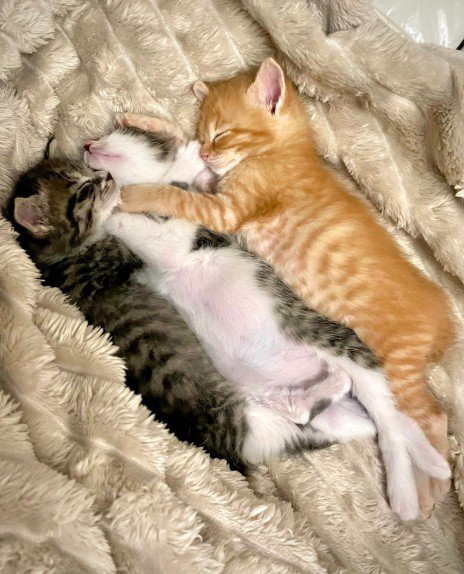 寄り添って寝る3匹の子猫