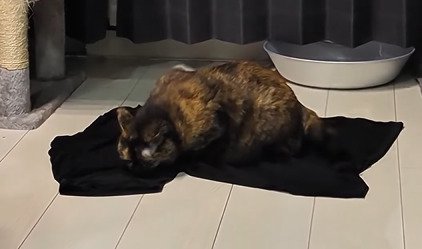 Tシャツの脇付近に顔を寄せるうにちゃん
