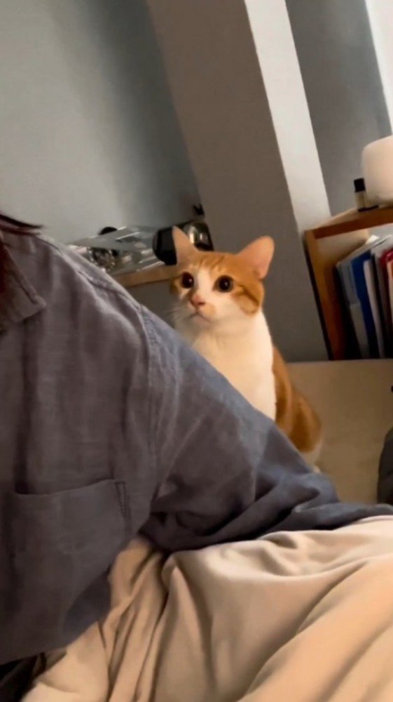 飼い主の後ろで声をあげる猫