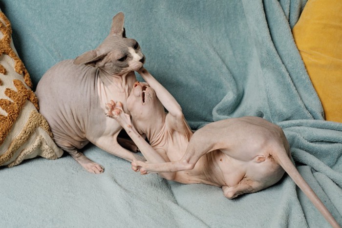 じゃれ合っている2匹の猫