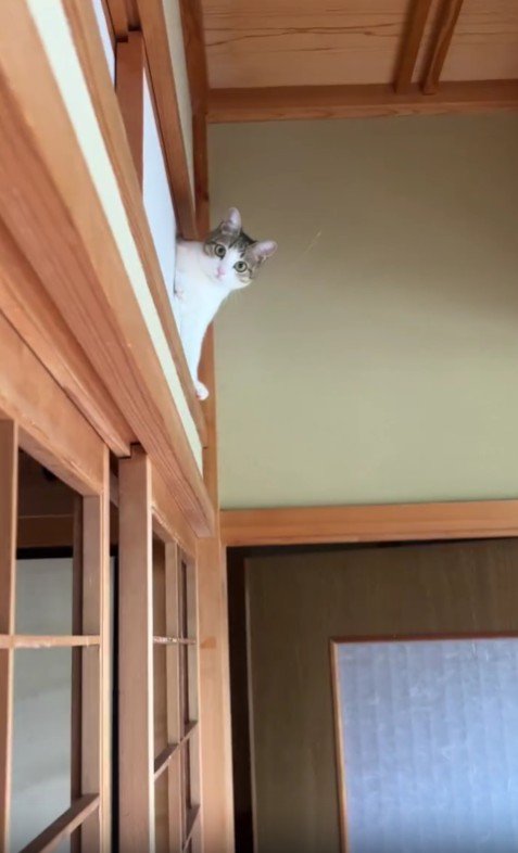 障子に突っ込んだ猫