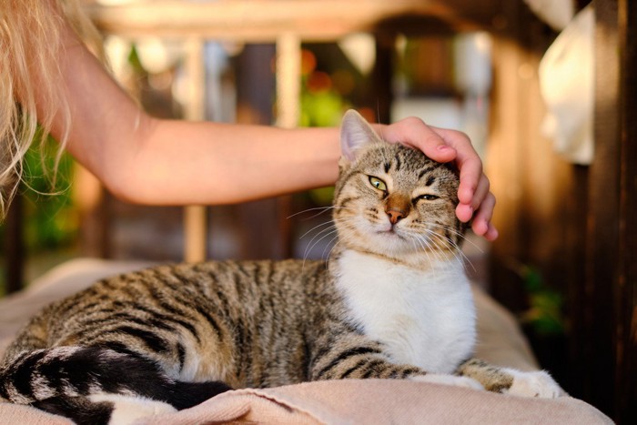 撫でられる猫