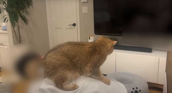 しがみつく猫