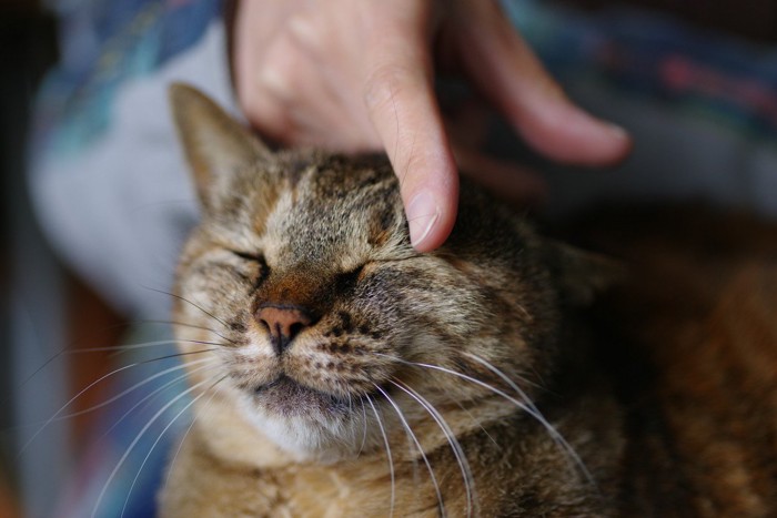 飼い主に甘えるトラ猫