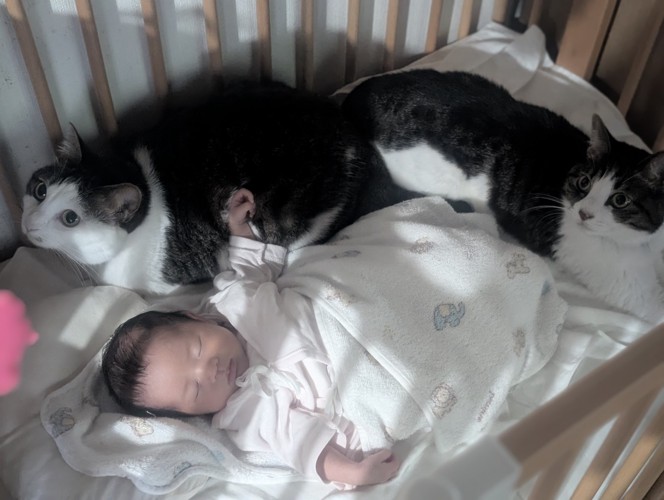 ベビーベッドで眠る赤ちゃんのそばに座る2匹の猫