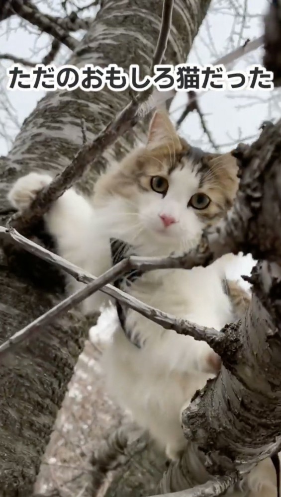 木登りする猫