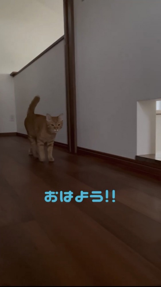 廊下を歩く猫