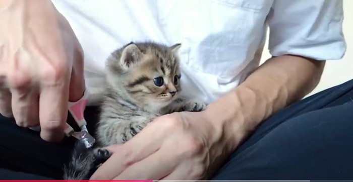 飼い主の腕に抱かれている茶トラの子猫