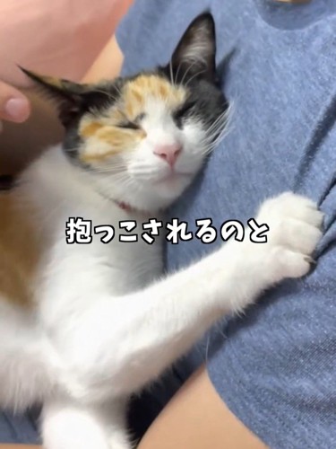 抱っこされる猫